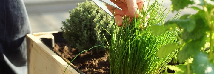 Person schneidet Schnittlauch im Hochbeet